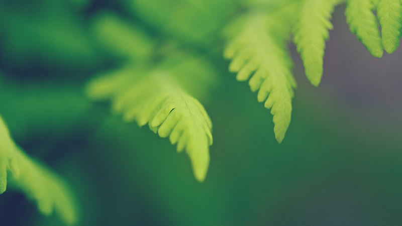 green-leaves-small.jpg