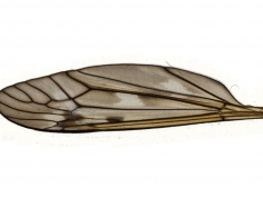 微观昆虫翅膀